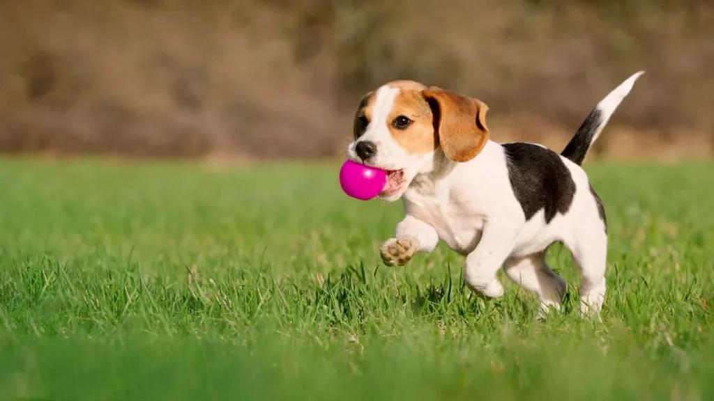 Las 11 razas de perros más populares a nivel mundial 2 Las 11 razas de perros más populares a nivel mundial