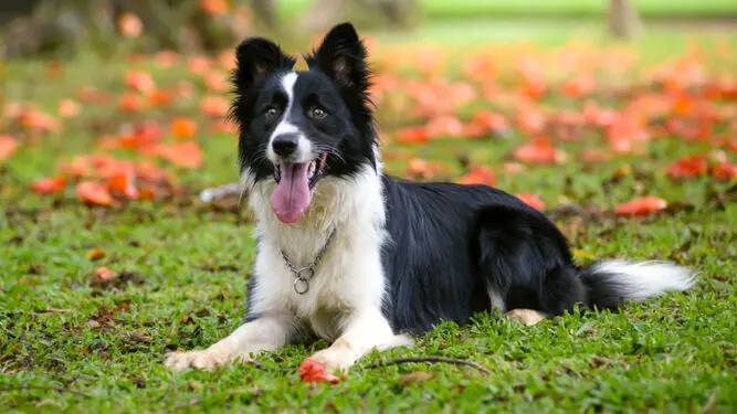 Las 11 razas de perros más populares a nivel mundial 9 Las 11 razas de perros más populares a nivel mundial