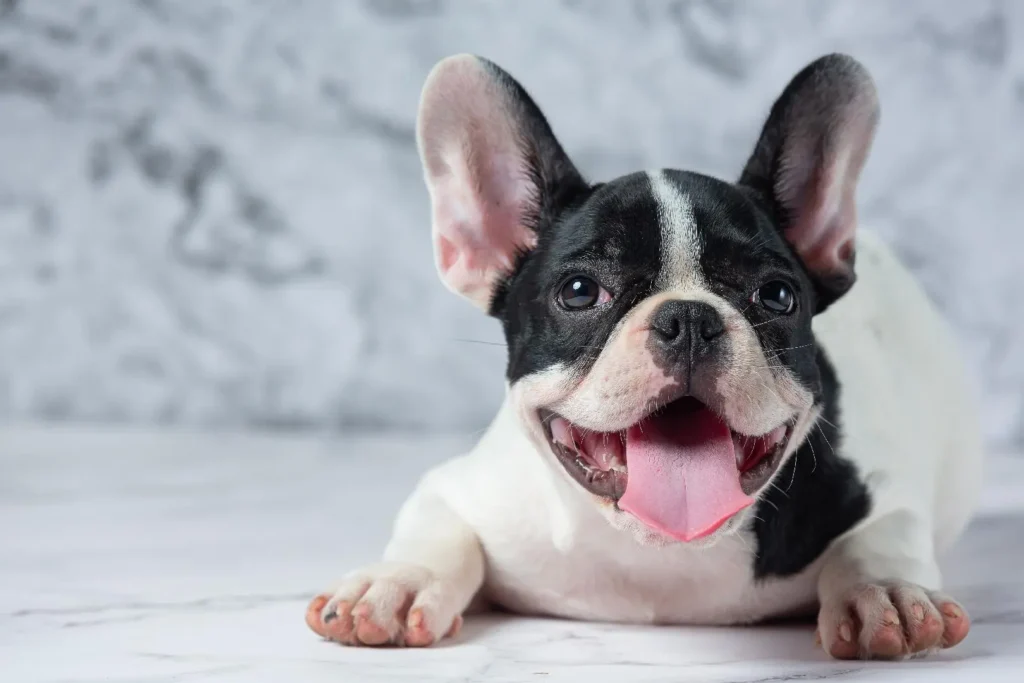 Las 11 razas de perros más populares a nivel mundial 3 Las 11 razas de perros más populares a nivel mundial