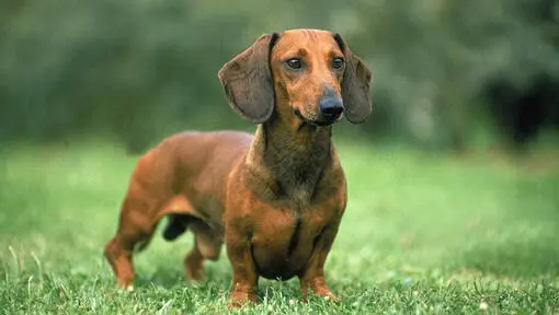 Las 11 razas de perros más populares a nivel mundial 8 Las 11 razas de perros más populares a nivel mundial