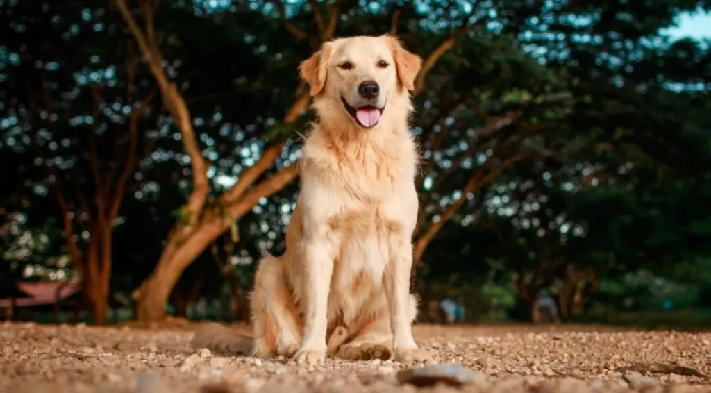 Las 11 razas de perros más populares a nivel mundial 4 Las 11 razas de perros más populares a nivel mundial