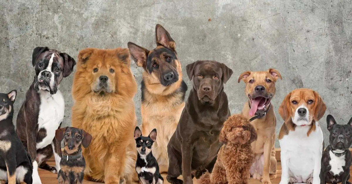 Las 11 razas de perros más populares a nivel mundial 1 Las 11 razas de perros más populares a nivel mundial