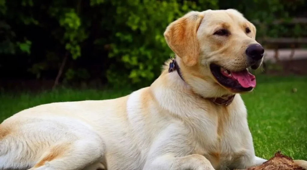Las 11 razas de perros más populares a nivel mundial 11 Las 11 razas de perros más populares a nivel mundial