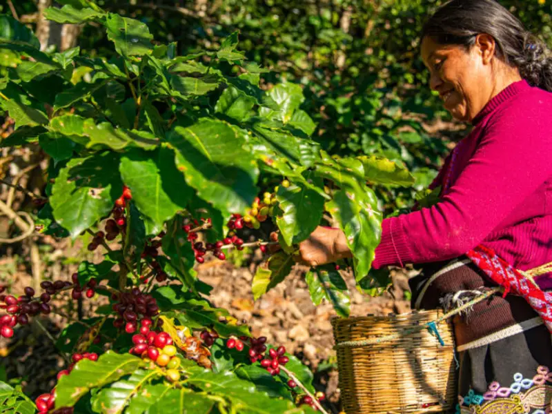 Los Tipos de Café: Un Viaje a Través del Mundo del Café 2 Los Tipos de Café: Un Viaje a Través del Mundo del Café