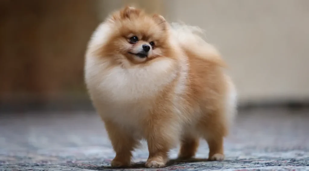 Las 11 razas de perros más populares a nivel mundial 7 Las 11 razas de perros más populares a nivel mundial