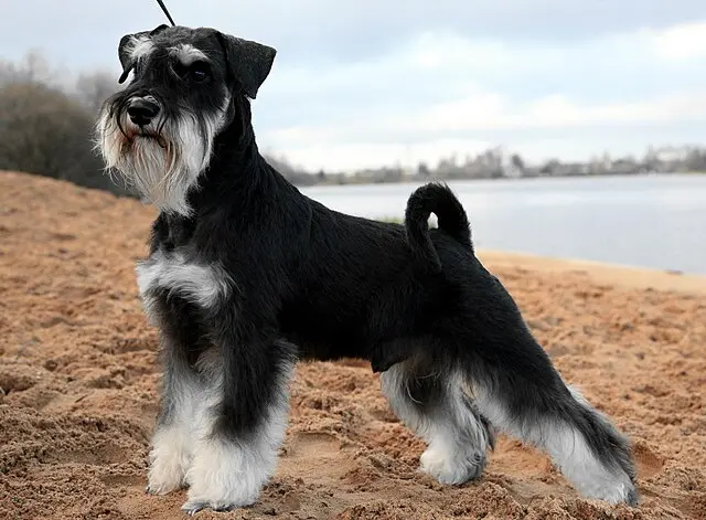 Las 11 razas de perros más populares a nivel mundial 10 Las 11 razas de perros más populares a nivel mundial