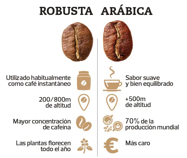 Los Tipos de Café: Un Viaje a Través del Mundo del Café 3 Los Tipos de Café: Un Viaje a Través del Mundo del Café