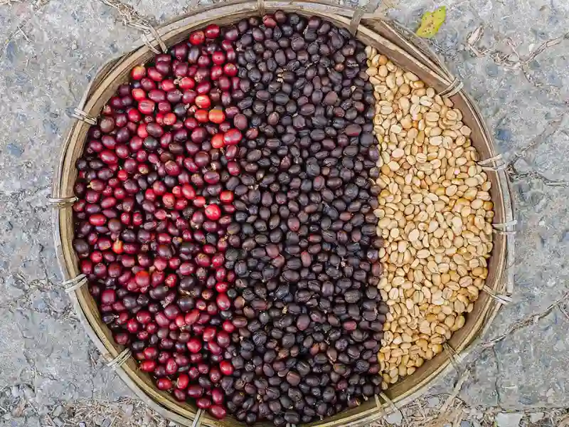 Los Tipos de Café: Un Viaje a Través del Mundo del Café 5 Los Tipos de Café: Un Viaje a Través del Mundo del Café
