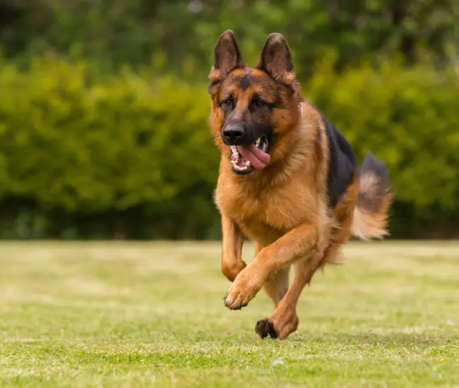 Las 11 razas de perros más populares a nivel mundial 5 Las 11 razas de perros más populares a nivel mundial