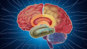 Ansiedad que es: Comprender sus síntomas y causas 5 Ilustración del cerebro